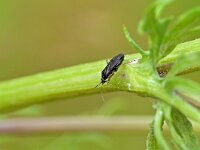 Plagiognathus arbustorum 9, Streepdijblindwants, Saxifraga-Tom Heijnen