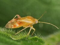 Psallus varians 2, Saxifraga-Ab H Baas