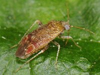 Psallus albicinctus 2, Saxifraga-Ab H Baas