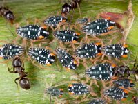 Pterocomma salicis 11, Bonte wilgentakluis, Saxifraga-Luc Hoogenstein : Lunetten