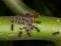 Pterocomma salicis 3, Bonte wilgentakluis, Saxifraga-Luc Hoogenstein : Lunetten