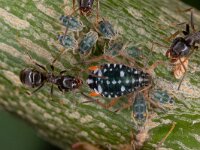 Pterocomma salicis 5, Bonte wilgentakluis, Saxifraga-Luc Hoogenstein : Bonte wilgentakluis, bladluis