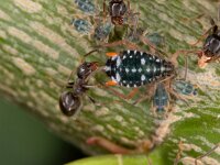 Pterocomma salicis 6, Bonte wilgentakluis, Saxifraga-Luc Hoogenstein : Bonte wilgentakluis, bladluis