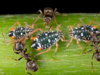 Pterocomma salicis 8, Bonte wilgentakluis, Saxifraga-Luc Hoogenstein : Lunetten