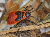 Pyrrhocoris apterus 01 #14338 : Pyrrhocoris apterus, Firebug, Vuurwants, nymph 5e stage