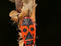 Pyrrhocoris apterus 25, Vuurwants, Saxifraga-Luc Hoogenstein : Lunetten, vuurwants