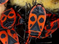 Pyrrhocoris apterus 26, Vuurwants, Saxifraga-Luc Hoogenstein : Lunetten, vuurwants
