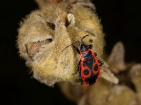 Pyrrhocoris apterus 29, Vuurwants, Saxifraga-Luc Hoogenstein : Lunetten