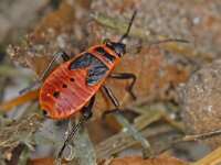 Pyrrhocoris apterus 01 #14340 : Pyrrhocoris apterus, Firebug, Vuurwants, nymph 5e stage