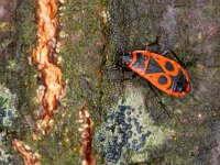 Pyrrhocoris apterus 32, Vuurwants, Saxifraga-Luc Hoogenstein : Lunetten, vuurwants