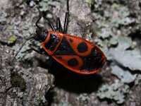 Pyrrhocoris apterus 4, Vuurwants, Saxifraga-Rutger Barendse