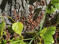 Firebugs (Pyrrhocoris apterus), nymphs and adults on bark of Lime tree (Tilia sp.)  Firebugs (Pyrrhocoris apterus), nymphs and adults on bark of Lime tree (Tilia sp.) : firebug, firebugs, Pyrrhocoris apterus, nymph, nymphs, adult, adults, imago, bark, Lime tree, Tilia sp, tree, insect, insects, bug, bugs, Heteroptera, red, black, dot, dots, wildlife, animal, wild animal, common, color, colorful, beauty, beautiful, beauty in nature, nature, natural, outside, outdoors, nobody, no people, summer, summertime, august, Netherlands, Europe, tilia