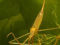 Ranatra linearis 2, Staafwants, Saxifraga-Kees Marijnissen