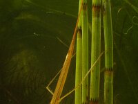 Ranatra linearis 3, Staafwants, Saxifraga-Kees Marijnissen