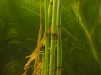 Ranatra linearis 5, Staafwants, Saxifraga-Kees Marijnissen