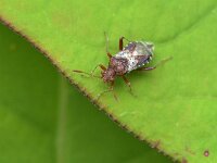 Rhopalus subrufus 4, Geblokte glasvleugelwants, Saxifraga-Tom Heijnen