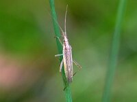 Stenodema laevigata 3, Gewone smallijf, Saxifraga-Tom Heijnen