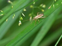 Stenodema laevigata 6, Gewone smallijf, Saxifraga-Tom Heijnen