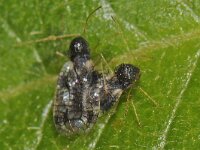 Stephanitis takeyai 3, Saxifraga-Ab H Baas