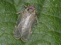 Glasvleugelcicade spec 01 #12469 : Tachycixius pilosus