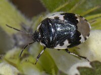 Tritomegas bicolor 01 #06546 : Tritomegas bicolor, Dovenetelwants