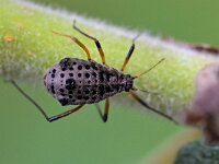 Tuberolachnus salignus 2, Dromedarisluis, Saxifraga-Tom Heijnen