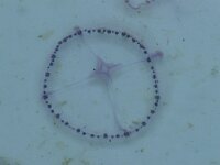 Cosmetira pilosella 2, Saxiraga-Foto Fitis-Sytske Dijksen