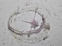 Cosmetira pilosella 3, Saxiraga-Foto Fitis-Sytske Dijksen