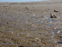 Eutonina indicans 2, Parasolletje, Saxifraga-Foto Fitis-Sytske Dijksen