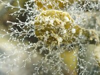 Obelia sp 3, Saxifraga-Foto Fitis-Sytske Dijksen