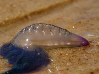 Physalia physalis 6, Portugees oorlogsschip, Saxifraga-Foto Fitis-Sytske Dijksen