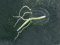 Sarsia tubulosa 3, Klepelklokje, Saxifraga-Foto Fitis-Sytske Dijksen