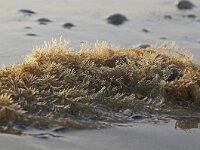 Sertularia cupressina 4, Zeecypres, Saxifraga-Foto Fitis-Sytske Dijksen