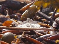 Velella velella 4, Bezaantje, Saxifraga-Foto Fitis-Sytske Dijksen