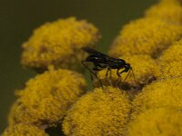 Agathidinae sp 2, Saxifraga-Jan van der Straaten