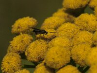 Agathidinae sp 3, Saxifraga-Jan van der Straaten
