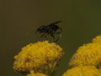 Agathidinae sp 4, Saxifraga-Jan van der Straaten