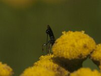Agathidinae sp 5, Saxifraga-Jan van der Straaten
