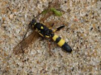 Ambylyteles armatorius