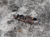 Ammophila sabulosa 5, Grote rupsendoder, Saxifraga-Gerard de Jong : Ammophila sabulosa, Grote rupsendoder, Insect, Macro, Overig