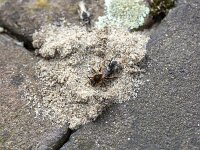 Andrena barbilabris