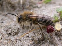Andrena clarkella 2, Zwart-rosse zandbij, male, Saxifraga-Peter Meininger