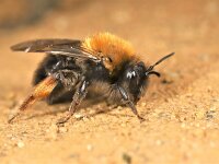 Andrena clarkella 4, Zwart-rosse zandbij, Saxifraga-Lieven Decrick