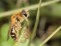 Andrena dorsata 2, Wimperflankzandbij, Saxifraga-Lieven Decrick