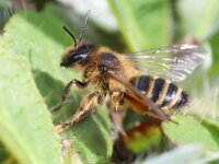 Andrena flavipes 5, Grasbij, Saxifraga-Lieven Decrick