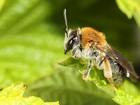 Andrena haemorrhoa 10, Roodgatje, Saxifraga-Lieven Decrick