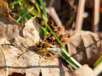 Andrena haemorrhoa 8, Roodgatje, Saxifraga-Ben Delbaere