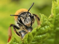 Andrena haemorrhoa 9, Roodgatje, Saxifraga-Lieven Decrick