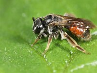 Andrena labiata
