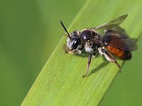 Andrena labiata 2, Ereprijszandbij, Saxifraga-Lieven Decrick